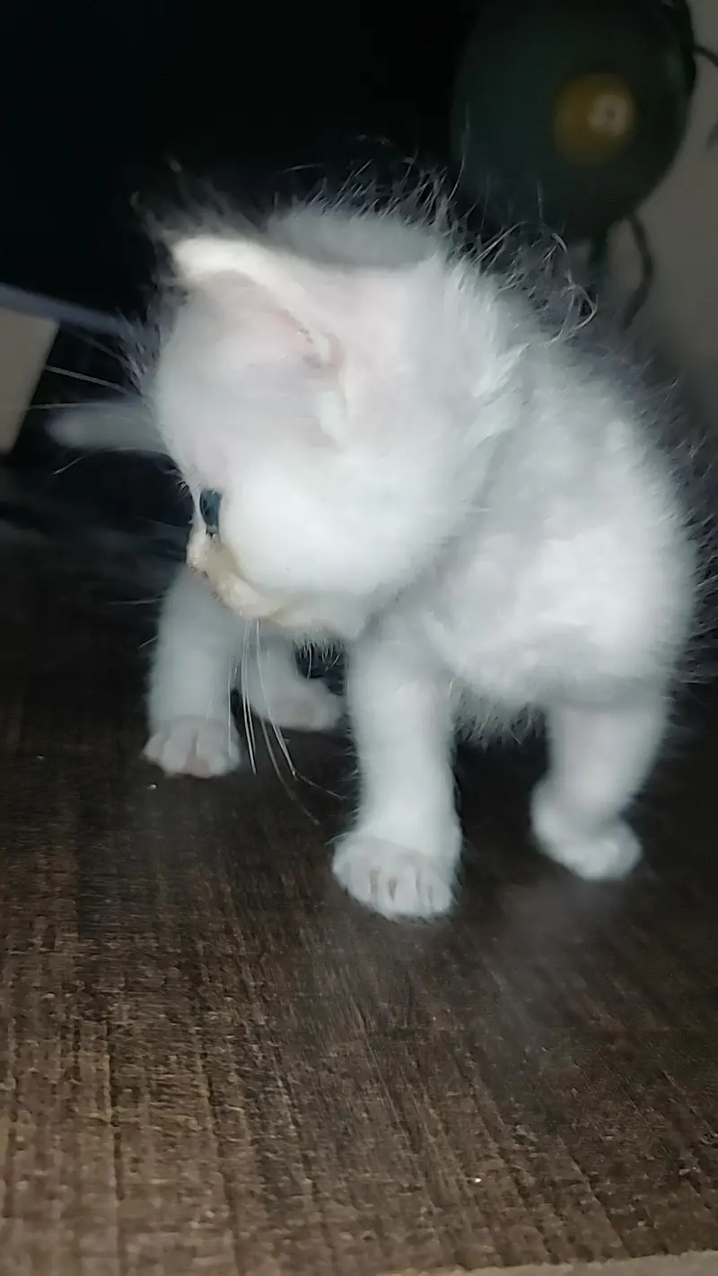 persian kitten — photo 3