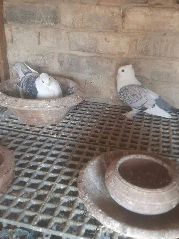 frill chicks 1