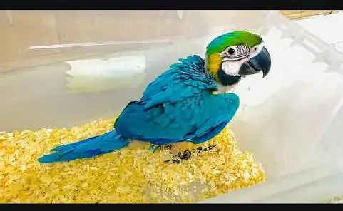 blue Macaw parrot checks for sale 0309=8415=692 — photo 2