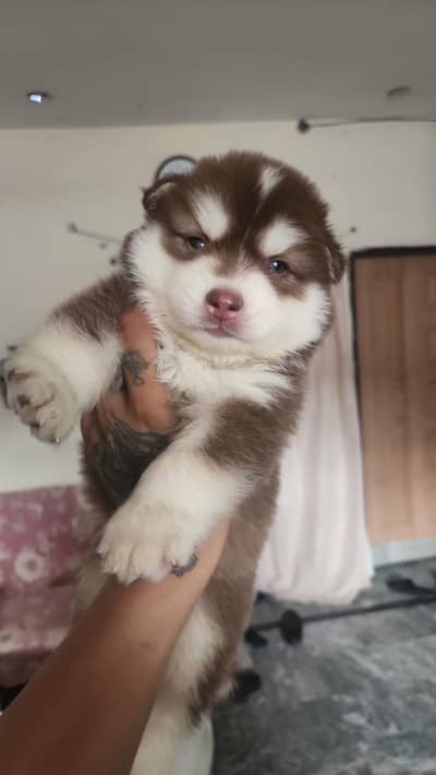 Siberian Husky Puppies for Sale | 2 Male & 2 Female | Lahore Cantt