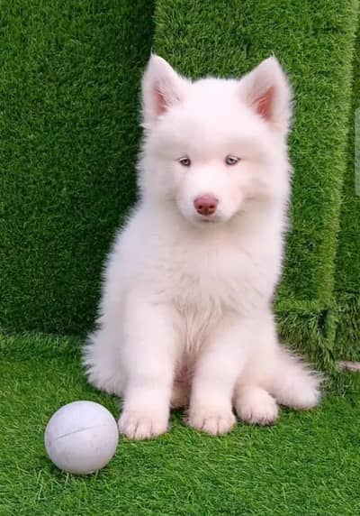 russain dog,03340416021 my WhatsApp