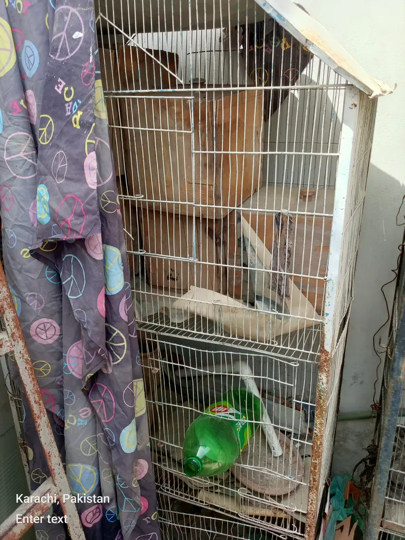10 portion free portion and two portion 3 cage — photo 5