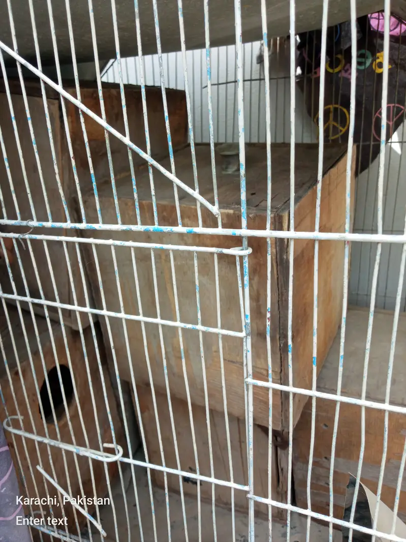 10 portion free portion and two portion 3 cage — photo 6