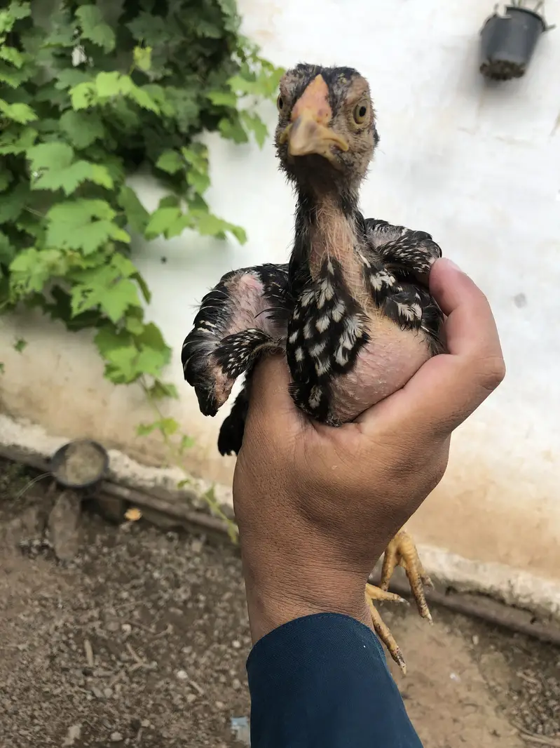 Jagy nhi ha maray pas rakh ny ki — photo 5