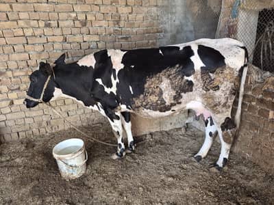 Freezan cow for sale in Swabi Topi | 9 KG milk