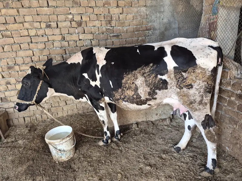 Freezan cow for sale in Swabi Topi | 9 KG milk — photo 2