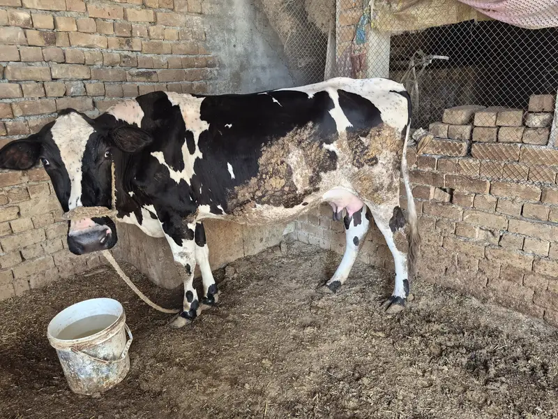Freezan cow for sale in Swabi Topi | 9 KG milk — photo 3