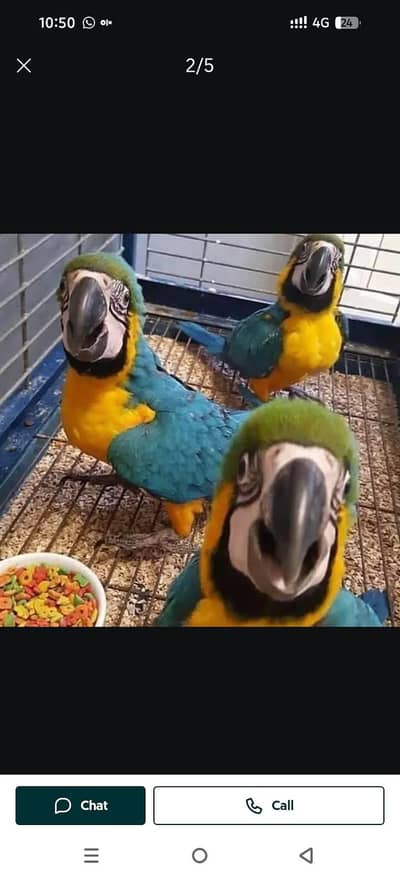 blue macaw parrot chicks for sale 0335=1141=179