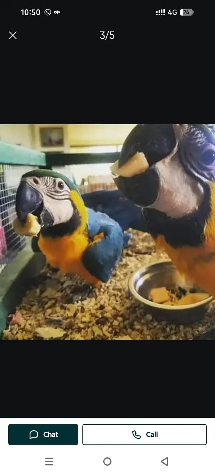 blue macaw parrot chicks for sale 0335=1141=179 — photo 2