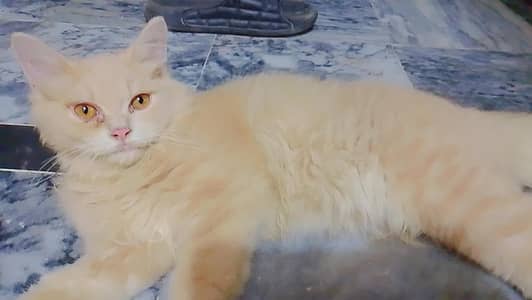 Persian Cute Kitten cat