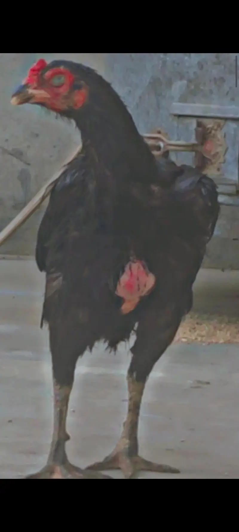 Aseel madi / killon wali madi / Aseel hen — photo 3
