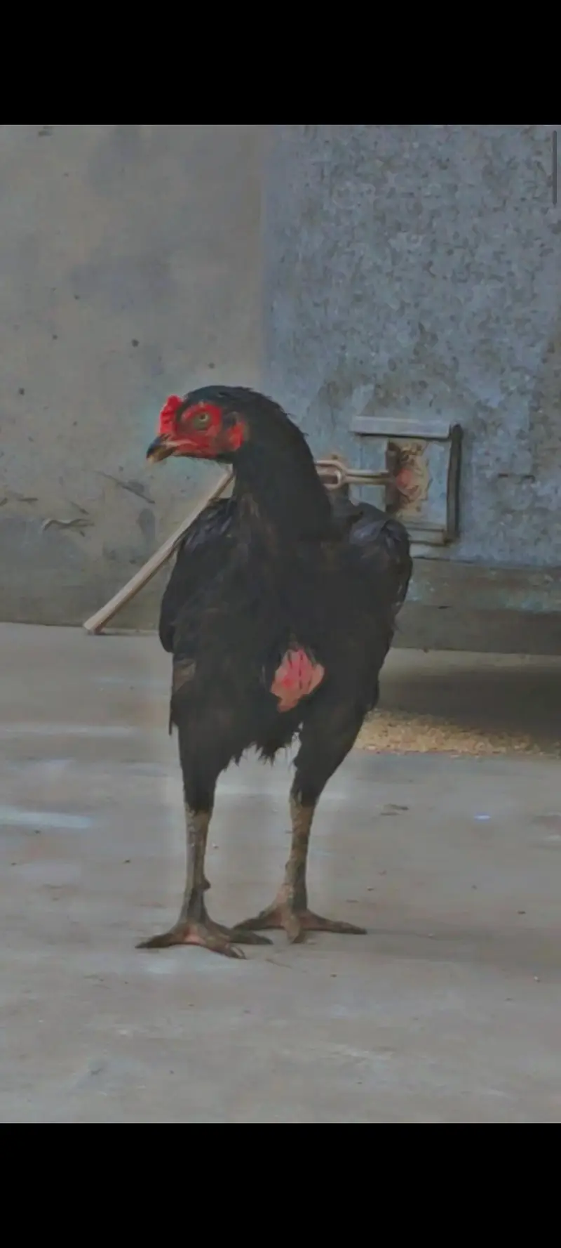 Aseel madi / killon wali madi / Aseel hen — photo 5