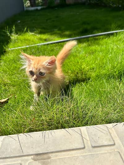 Ginger Kitten - Very Friendly