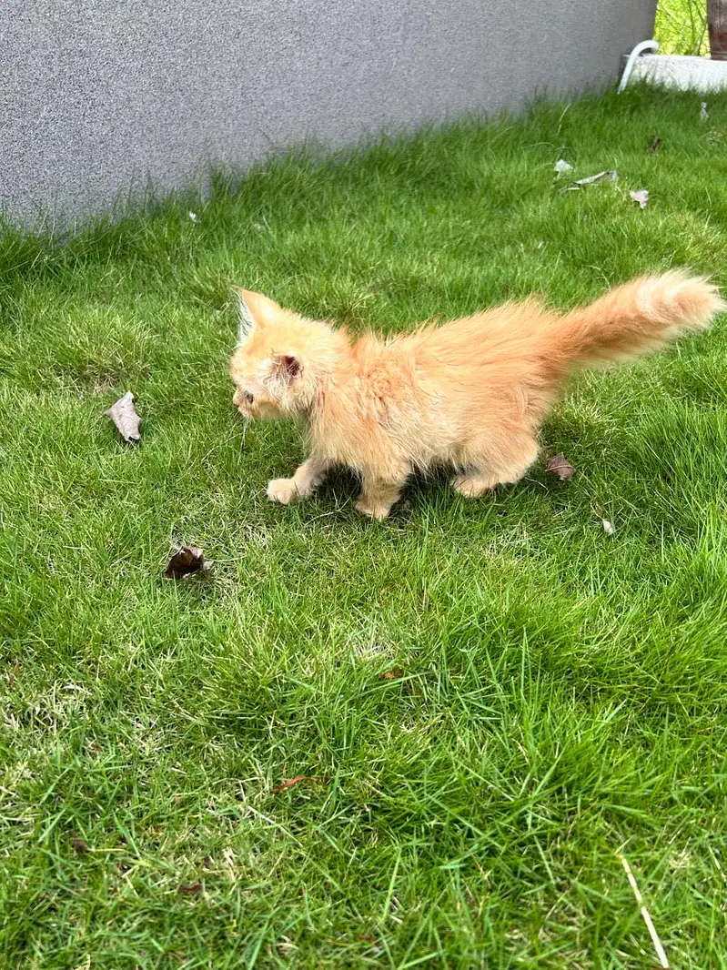 Ginger Kitten - Very Friendly — photo 2
