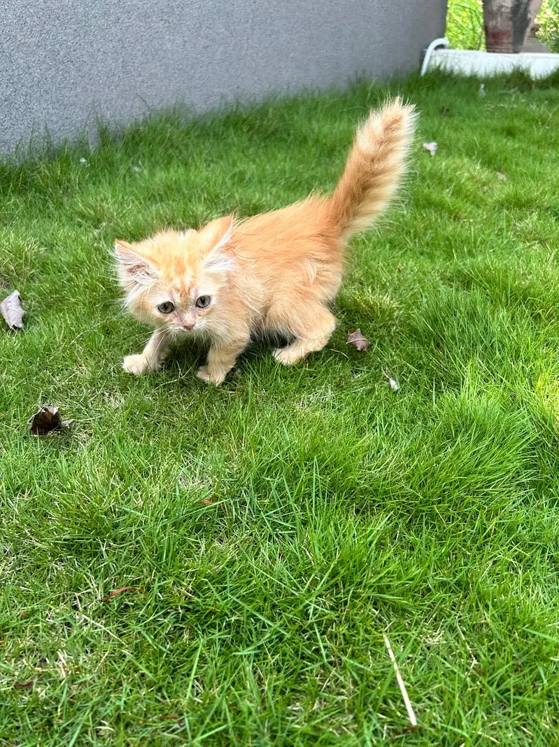 Ginger Kitten - Very Friendly — photo 3