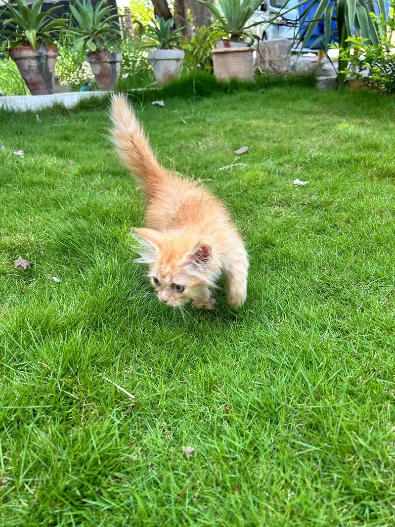Ginger Kitten - Very Friendly — photo 4