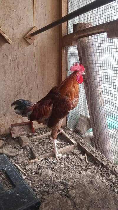 beautiful murga for sale