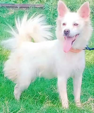 Russian female age 8 month full  full security guard for sale