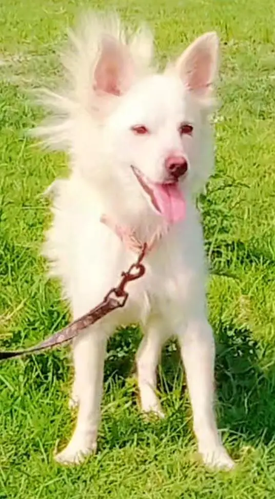 Russian female age 8 month full  full security guard for sale — photo 2