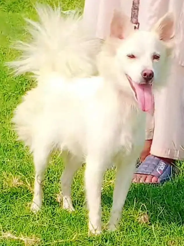 Russian female age 8 month full  full security guard for sale — photo 3