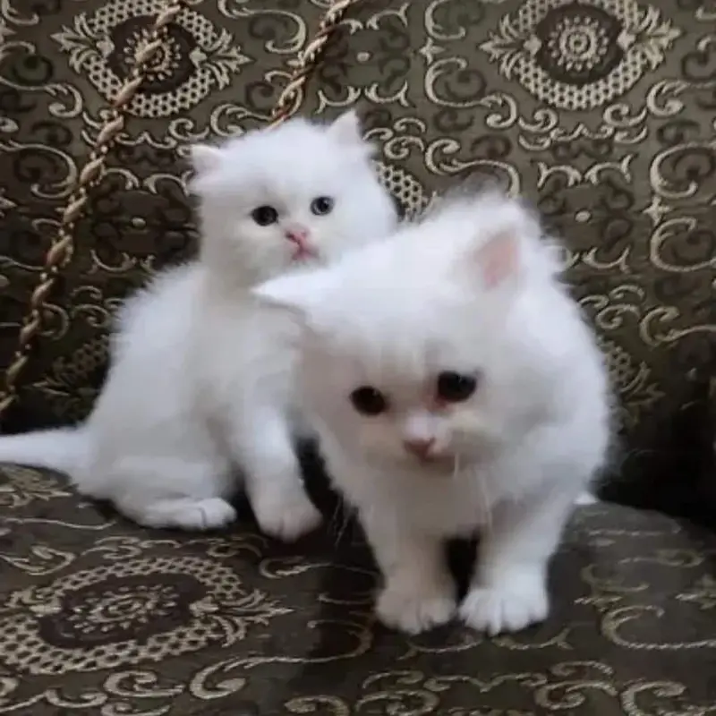 2 months kitten (female) for sale (wah cantt) — photo 2