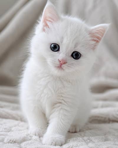 kitten