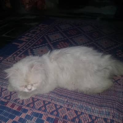 White Persian cat
