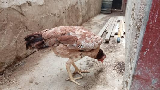 aseel murgi for sell bhengum
