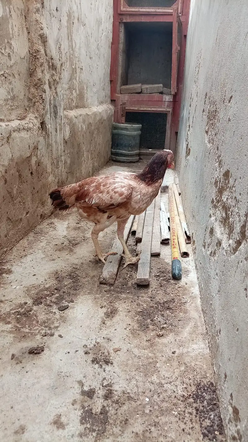 aseel murgi for sell bhengum — photo 3