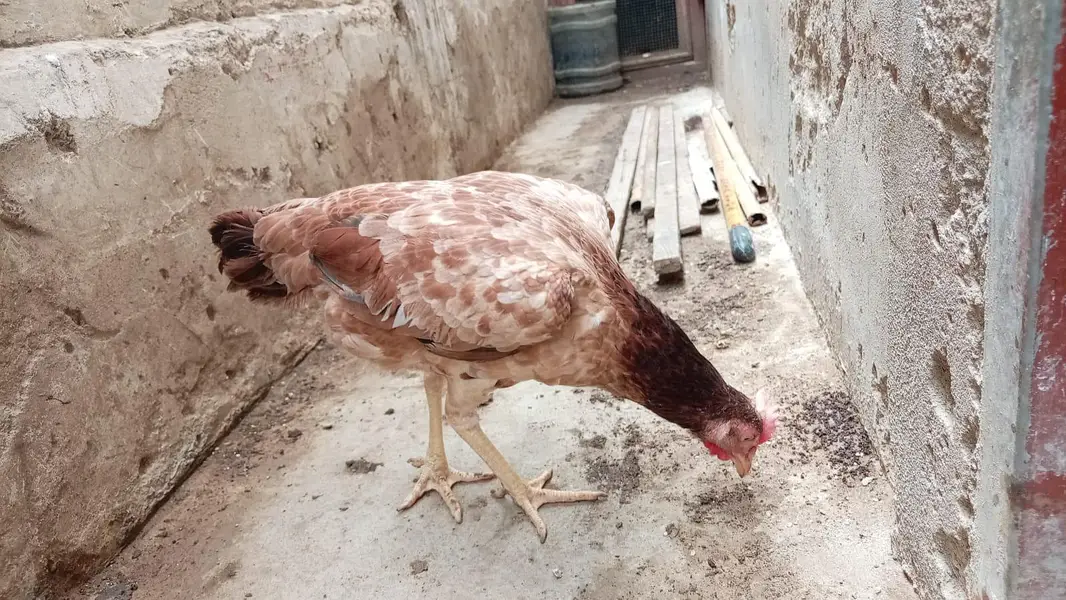 aseel murgi for sell bhengum — photo 4