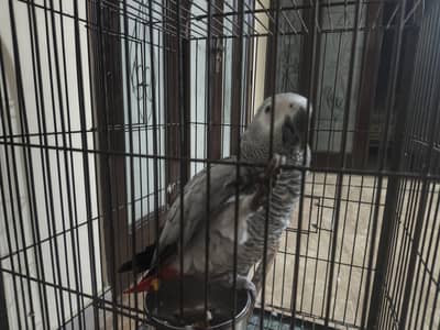 Grey parrot Semi tame n talking