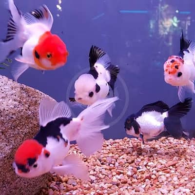 All Types of Aquarium Fish Available | Healthy & Beautiful Fish