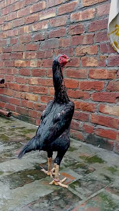 Black OH Shamo female and Black oh shamo male