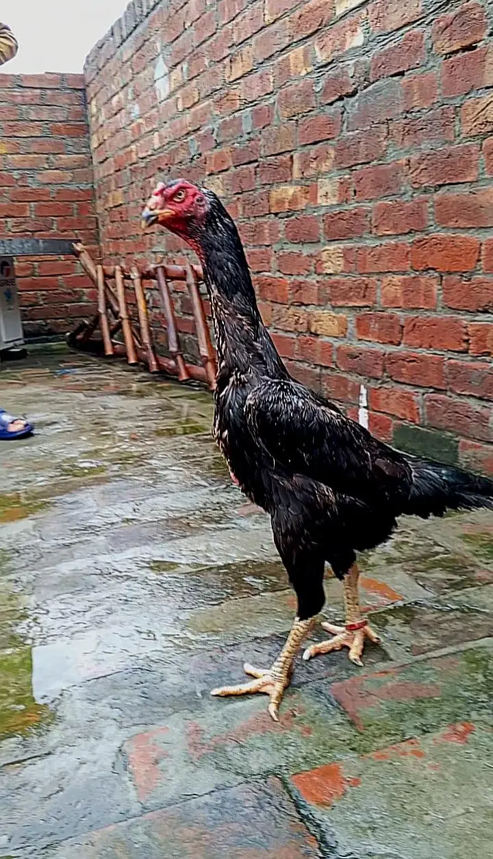 Black OH Shamo female and Black oh shamo male — photo 3