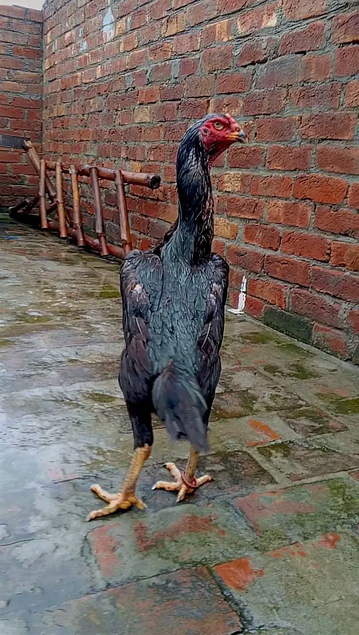 Black OH Shamo female and Black oh shamo male — photo 5