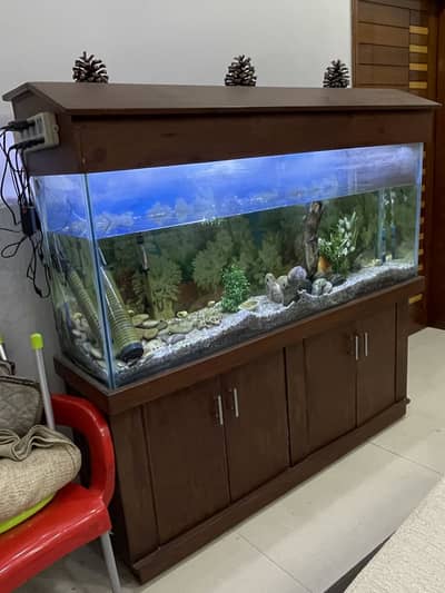 Fish Aquarium