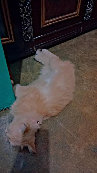 cat sale