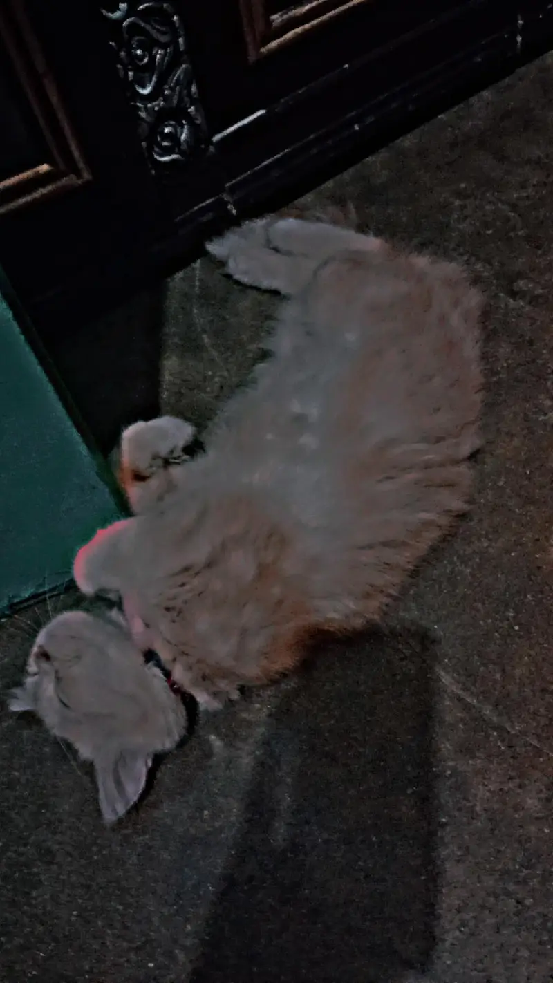 cat sale — photo 2