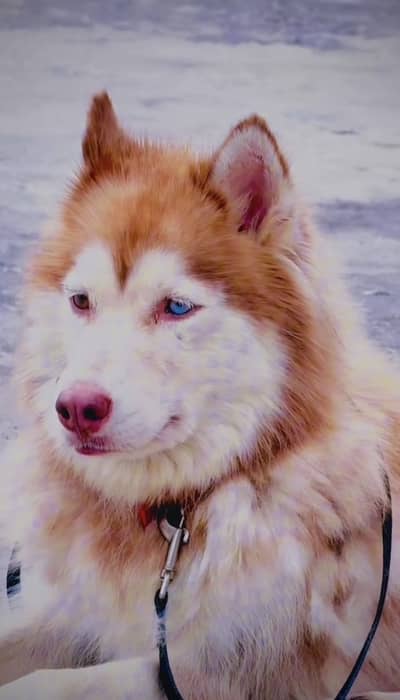 Wooly Coat Female Siberian Husky | Different Colored Eyes