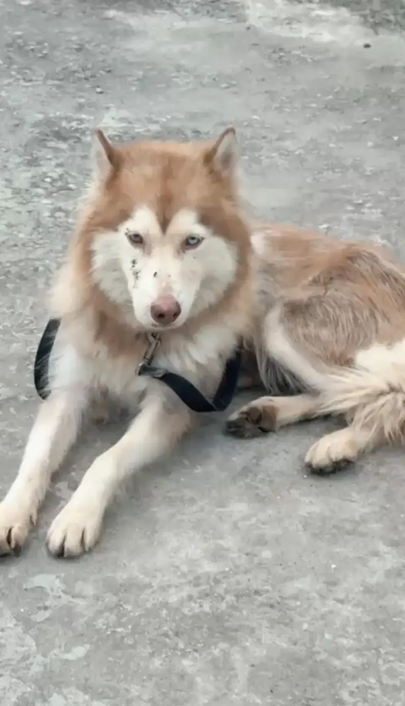 Wooly Coat Female Siberian Husky | Different Colored Eyes — photo 2