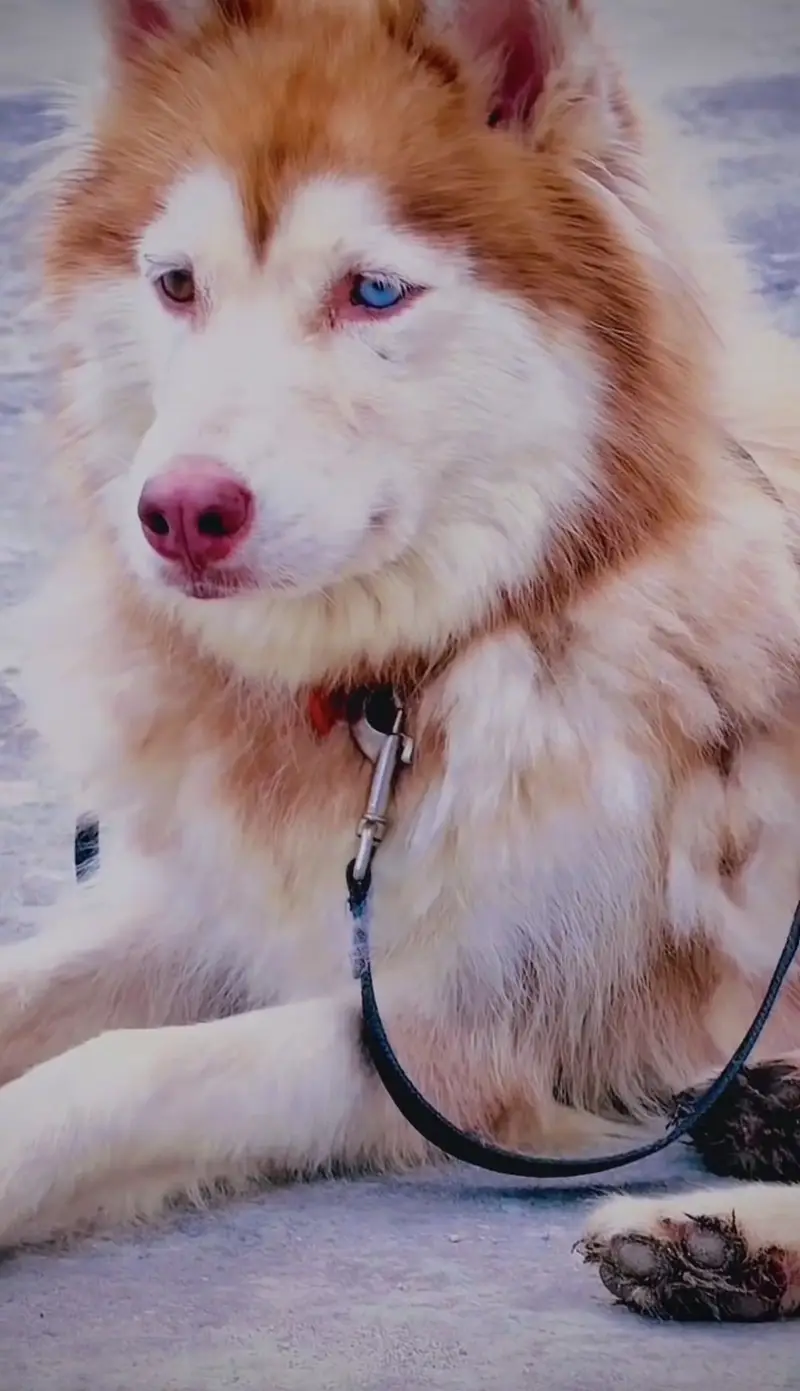 Wooly Coat Female Siberian Husky | Different Colored Eyes — photo 3