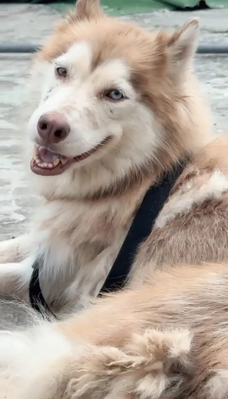 Wooly Coat Female Siberian Husky | Different Colored Eyes — photo 4