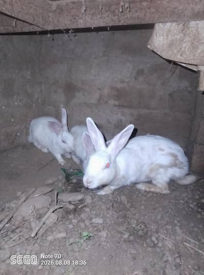 red eyies pure white pair
