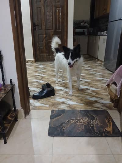 1 male dog and 1 female bitch for sale