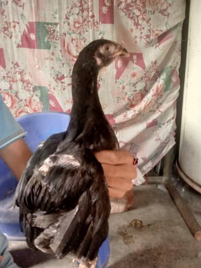 4 Heera aseel 3 black Thai crose age 3 months