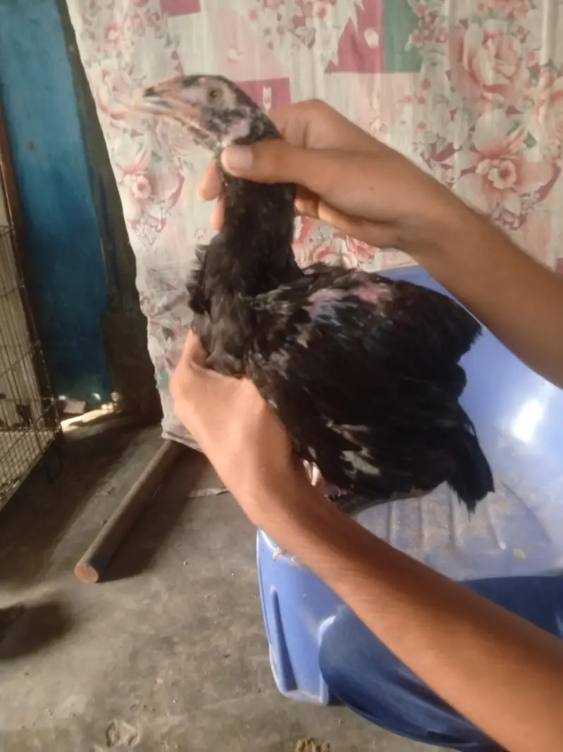 4 Heera aseel 3 black Thai crose age 3 months — photo 2