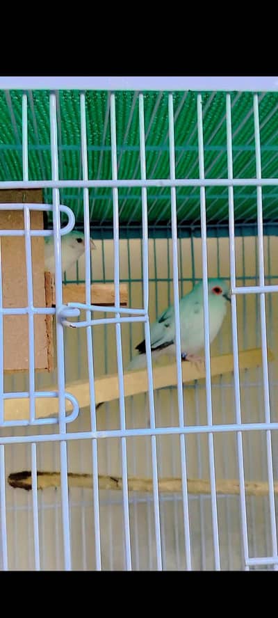 breeder pairs