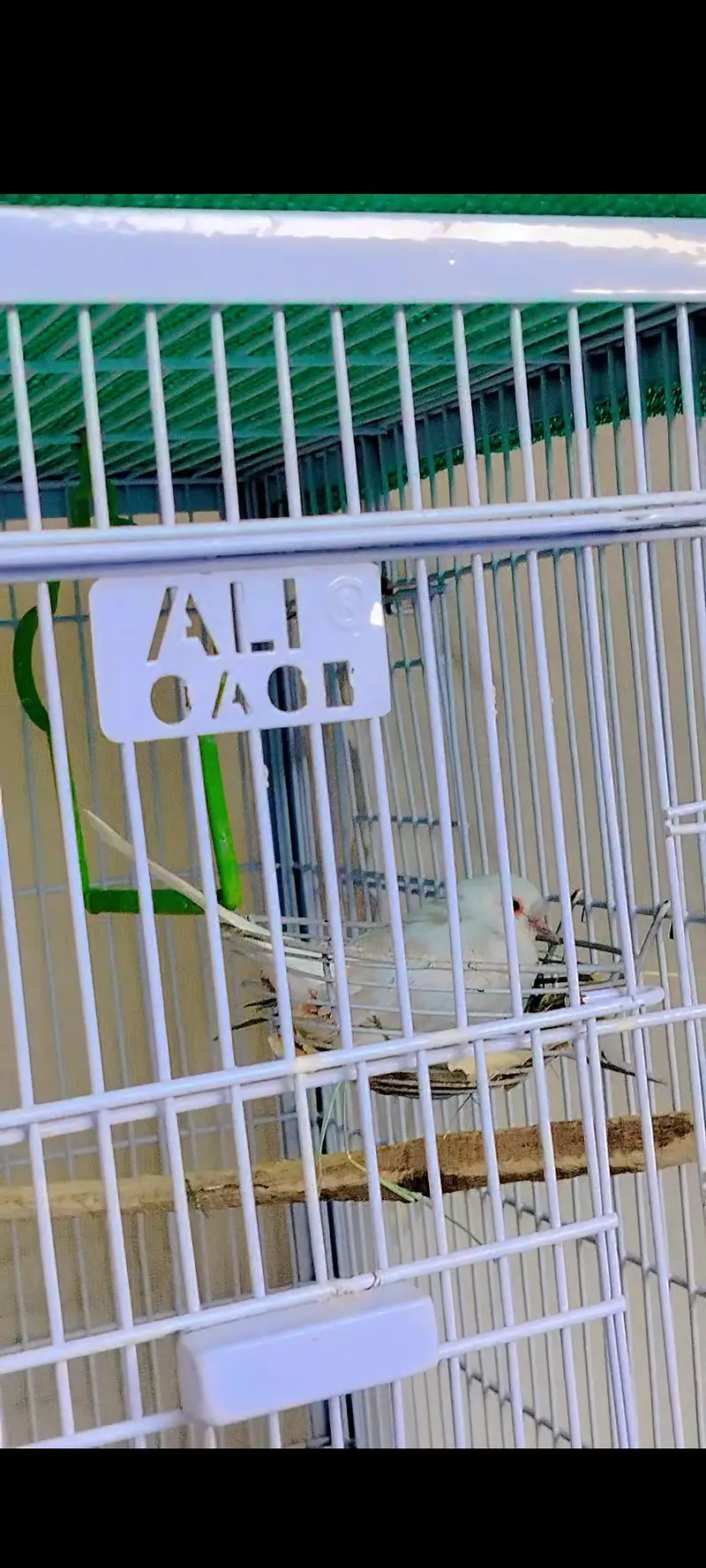 breeder pairs — photo 2