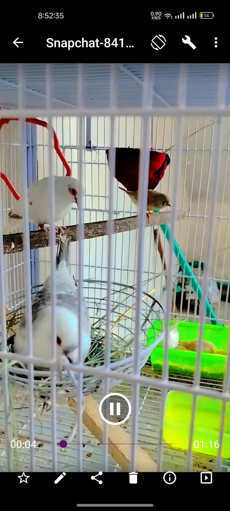 breeder pairs — photo 3