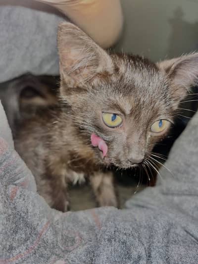 Turkish cat for adoption